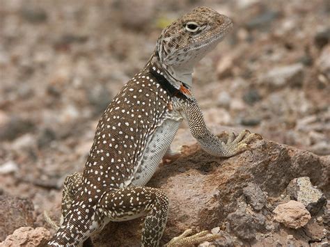 Western Collared Lizard New Mexico High Desert Flickr