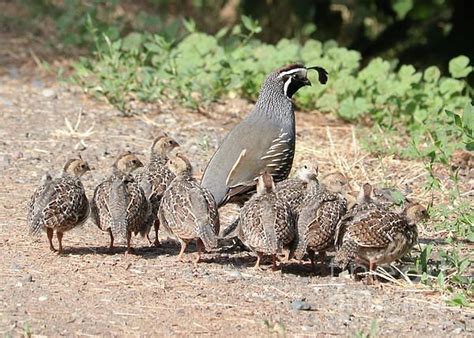 Gathering Of Quail Chicks With Dad By Carol Groenen Pet Birds