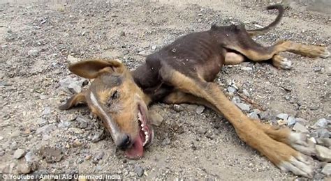 Puppy Abandoned To Die In Street Wags Her Tail As Rescuers Approach