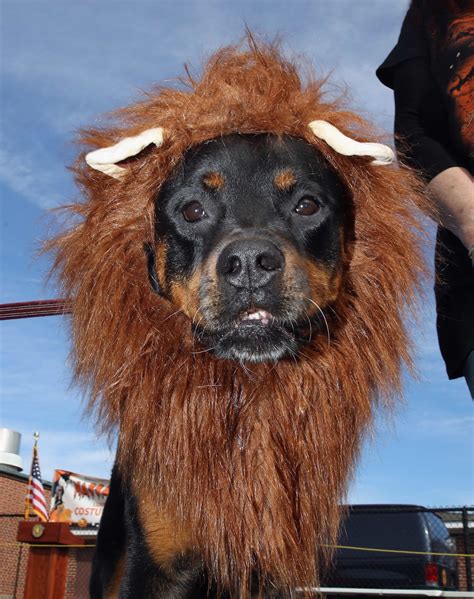 Barkfest Halloween Dog Costume Contest