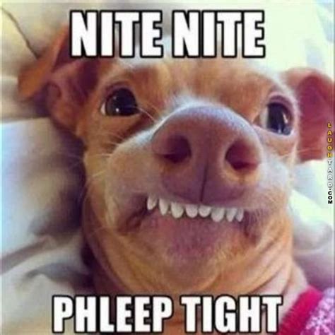 Nite Nite Good Night Funny Cute Funny Animals Funny Animal Quotes