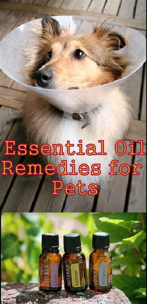 You love to share essential oils with your family, so it makes sense that you want to share them with your pets as well! essential oils for pets. | DoTerra for Dogs | Pinterest ...