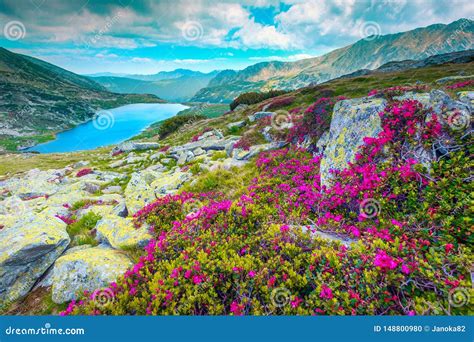 Mountain Pink Rhododendron Flowers And Bucura Lake Retezat Mountains