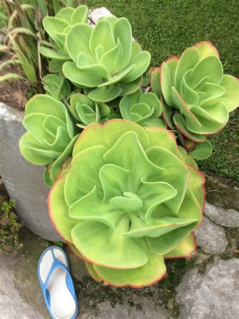 Echeveria Pallida Types Of Succulents Growing Succulents Cacti And