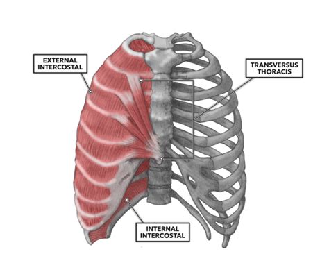 External intercostals muscle are the outermost layer lies directly under the skin originate from the lower border of rib above run. CrossFit | Thoracic Muscles, Part 2