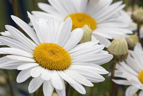 Daisy Flowers White Free Stock Photo Public Domain Pictures