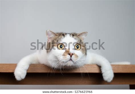 Close Scottish Fold Cat Head Shocking Stock Photo Edit Now 1276621966
