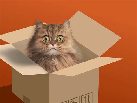 Cat In A Box Animation By Play Again Agency On Dribbble