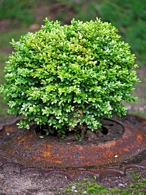 22 Best Plants For Hedges Better Homes And Gardens