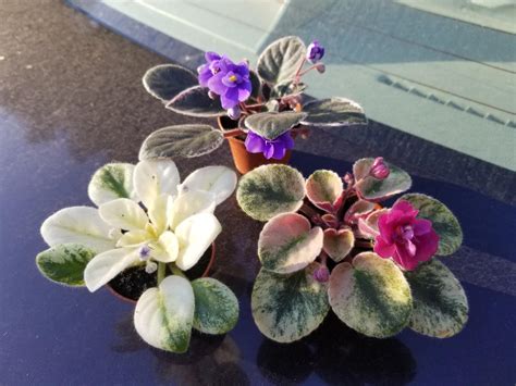 My Trio Of Mini African Violets Rhouseplants