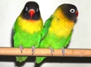 Lovebird Penjelasan Klasifikasi Dan Jenisnya Soal Petani