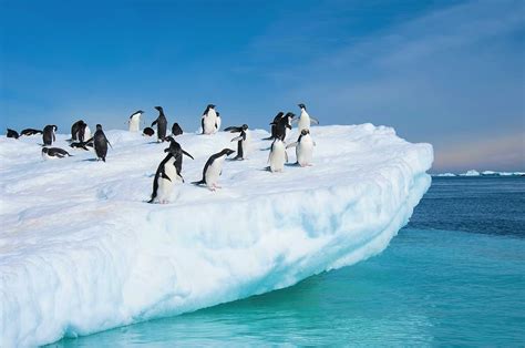 Download Antarctica Snow Adelie Penguin Bird Animal Penguin Hd Wallpaper