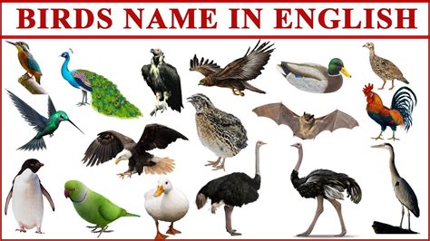 Birds Name In English With Pictures Birds Name For Kids Learn Birds