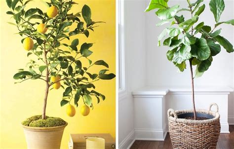10 Fruit Trees You Can Grow Indoors For An Edible Yield