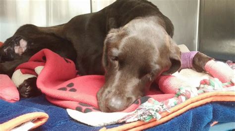 Dog Hailed Living Miracle After Surviving A Month Trapped At The