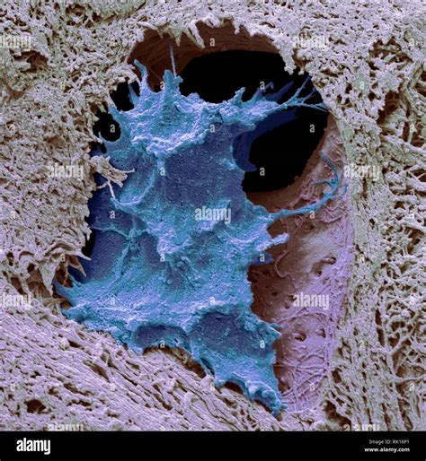 Collagene Mineralizzato Immagini E Fotografie Stock Ad Alta Risoluzione