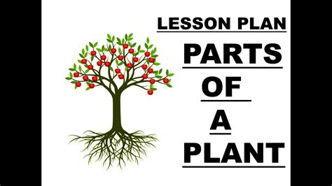 Lesson Plan On Parts Of A Plants For Preschool Kindergarten How To