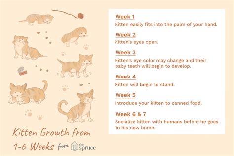 Get important answers to questions like: Kitten Development in the First Six Weeks of Life