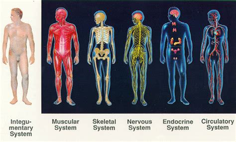 Made of billions of cells, each organ is assigned a single or several tasks. The Body Systems - The Wonderful Human Body