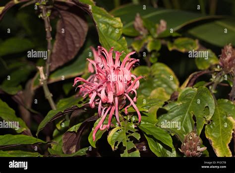 Justicia Carnea Plants Hi Res Stock Photography And Images Alamy