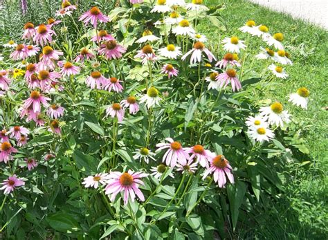 Recommended Deer Resistant Perennials For The Northeast