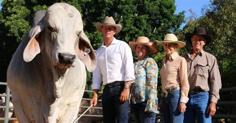 Ncc Brahman Bull Breaks Australian Record Selling For 325000