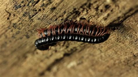 Millipede Mating Millipedes Are Myriapods Of The Class Diplopoda That