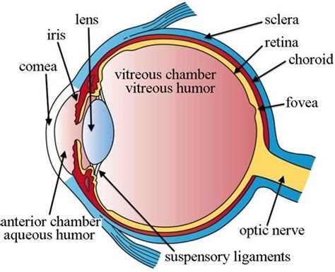 Learning About The Human Eye What Are The Parts Of The Eye