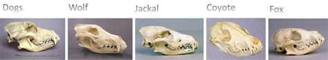 Difference Between Dog Wolf Jackal Coyote And Fox Hubpages