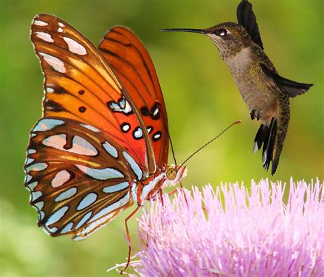 We currently have an assortment of butterfly bushes planted, and all are favorites of the. Attracting Butterflies and Hummingbirds - Wasson Nursery ...