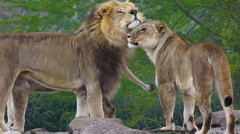 Disney Releases Video Of Animal Kingdoms Pride Of Lions To Celebrate