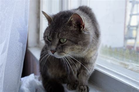 Gray Cat Sitting On The Window Sill Behind A White Curtain Stock Photo