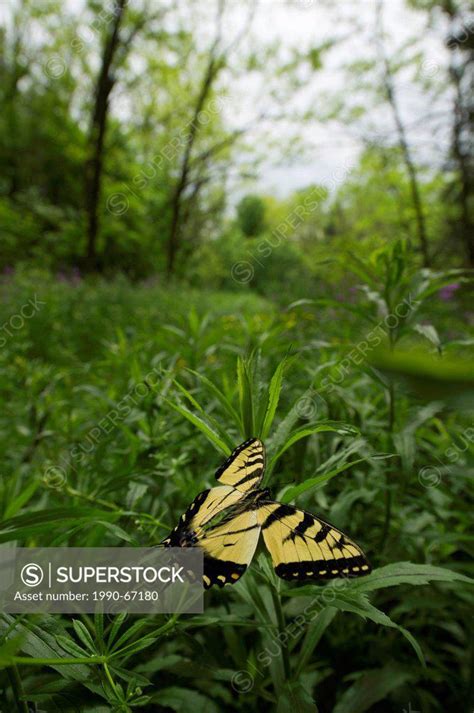 Canadian Tiger Swallowtail Butterfly Papilio Canadensis Flying Over The