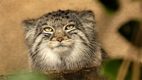13 Fascinating Facts About Pallass Cats Mental Floss