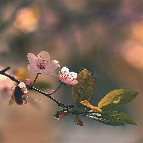 Spring Flowers Beautifully Blossoming Tree Branch Japanese Cherry
