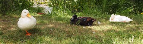 Lazy Ducks Herongate Wood