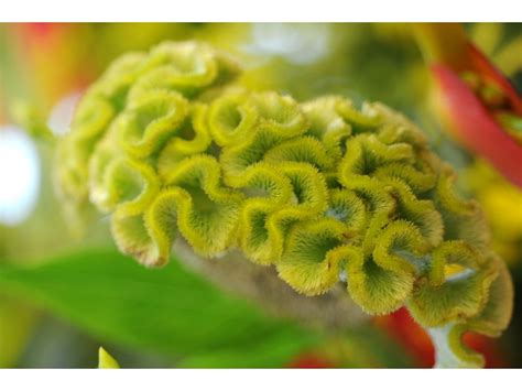 Maybe you would like to learn more about one of these? For free seeds send SASE to Grote Cockscombs, 819 Santa Fe ...