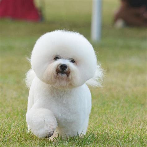 Bichon Frise Dog Breed Profile Poochncat