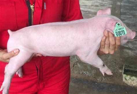 Cerdos Lechones Para Engorda A Pagos En Villahermosa Tabasco 1100