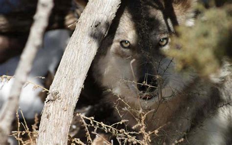 Mexican Gray Wolf At Center Of Conservation Group Lawsuit Again