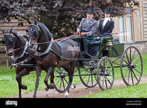 Pair Of Morgan Horses Pulling A Carriage Stock Photo Alamy