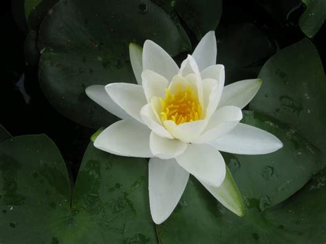 Nymphaea Gladstoniana Water Lily Available Pond Plants Plants And