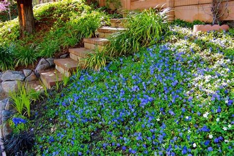 Periwinkle Ground Cover Periwinkle Slope Ground Cover My Garden