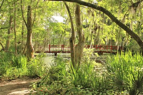 Bridge At Magnolia Plantation In Charleston Sc Stock Image Image Of