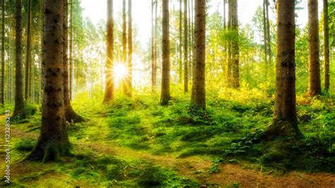 idyllischer sonnenaufgang im herbstlichen wald stock foto adobe stock