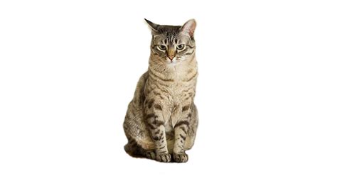 The cat's thick coat is short and hardy, its tail is plumply furred and the cat is of medium size. Australian Mist cat breed information | CatDogFish