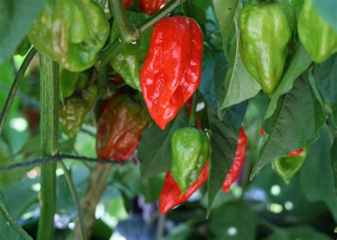Get fired up about ornamental peppers | Mississippi State University ...