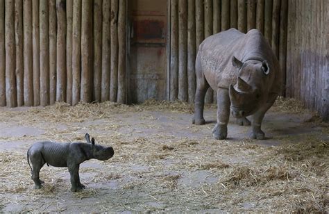 Rhino Born At Chester Zoo Manchester Evening News