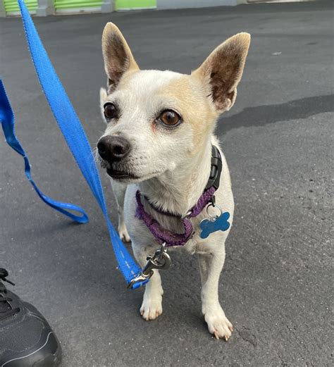 Adopt — Fur-Angel Foundation