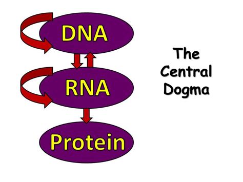 Rna Structure Transcription And Editing Presentation Biology